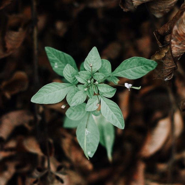 A green plant growing up from dead leaves, showcasing resilience.