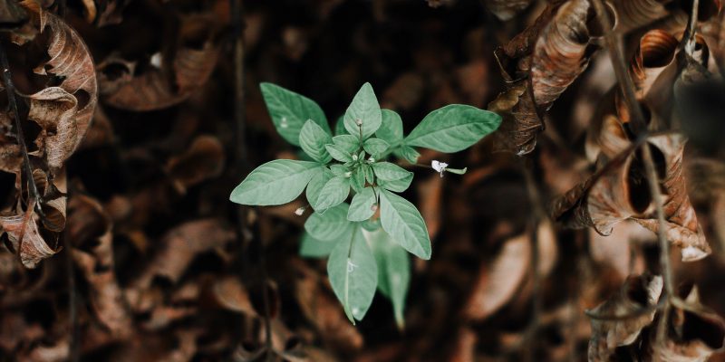 A green plant growing up from dead leaves, showcasing resilience.