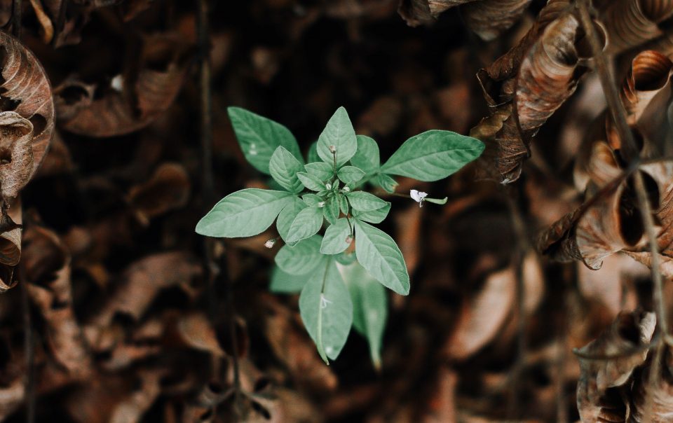 A green plant growing up from dead leaves, showcasing resilience.